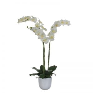 Orchidee 2-taks-3449